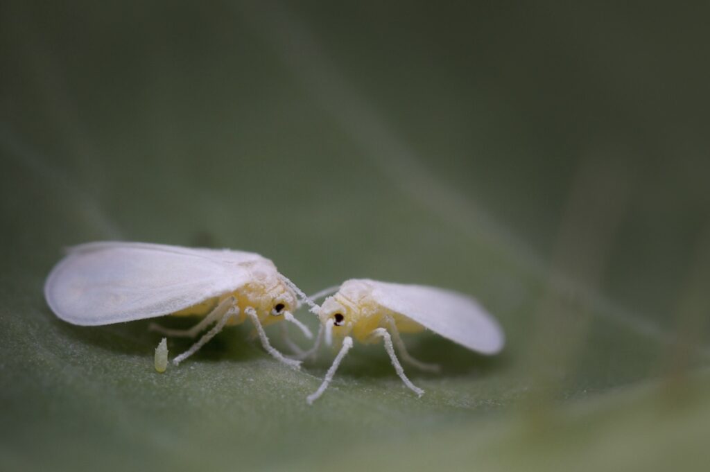 mouches blanches aleurodes