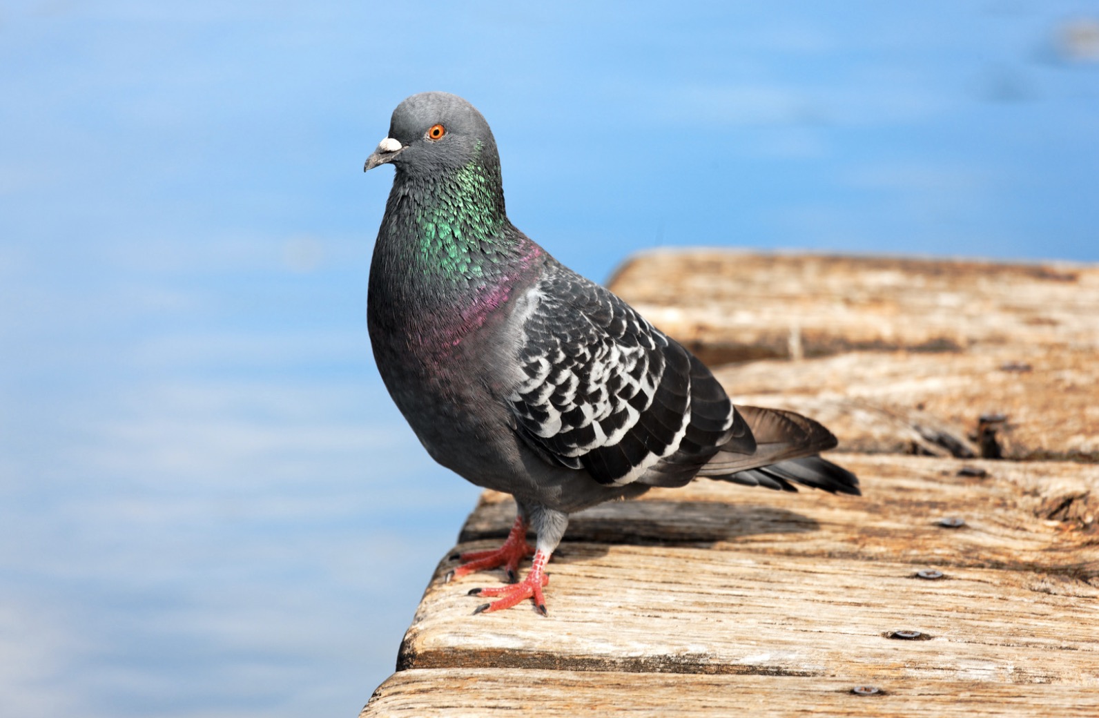 8 recettes IMPARABLES de grand-mère pour faire fuir les pigeons