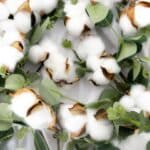 a group of white flowers