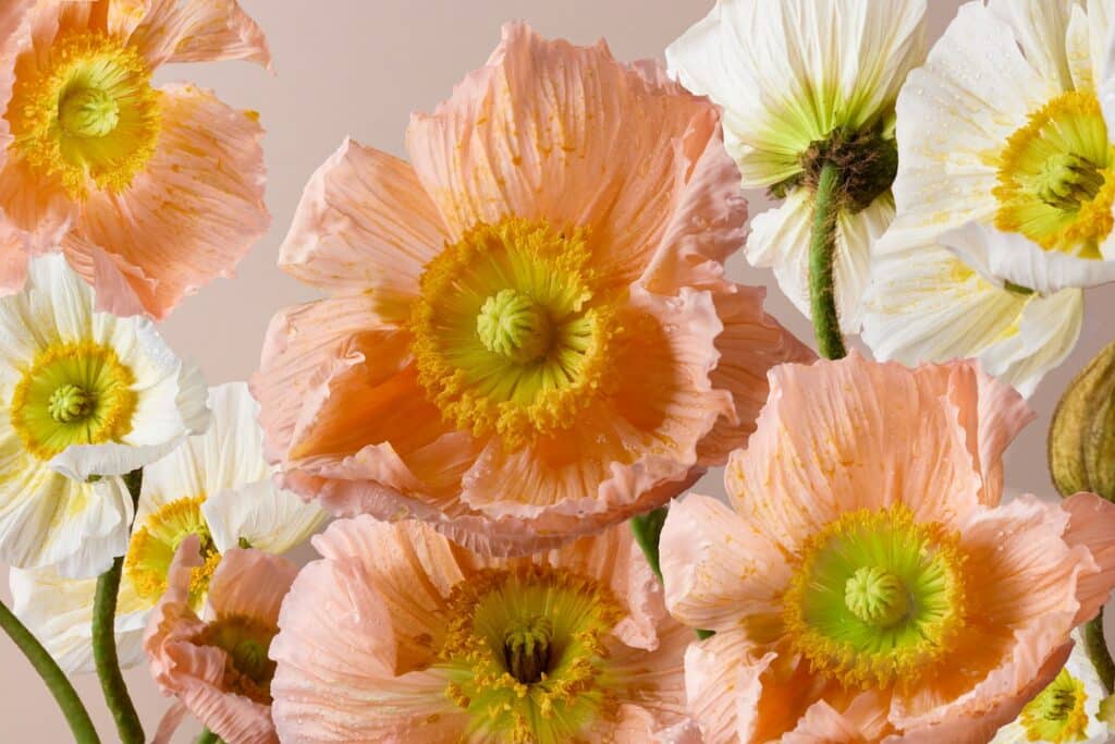 Poppies floral background