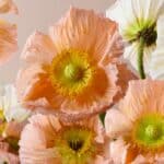 Poppies floral background