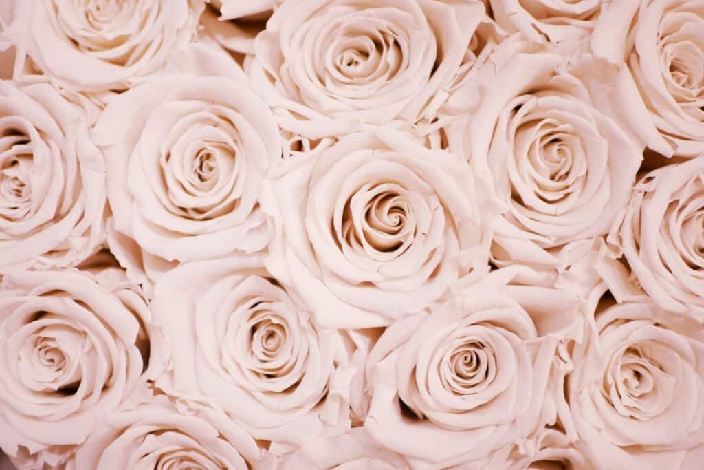 I love soft and gentle colours of flowers and these roses just mesmerised me.