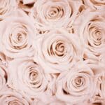 I love soft and gentle colours of flowers and these roses just mesmerised me.