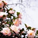 a bush of pink flowers with green leaves