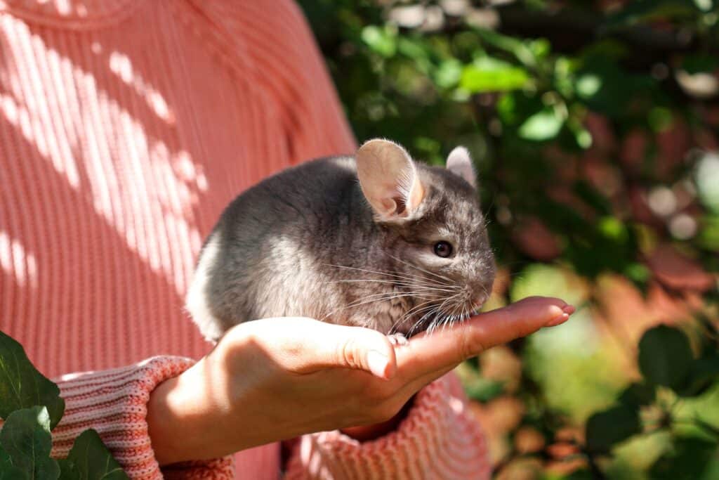 chinchilla from the nursery zverek4me