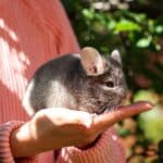chinchilla from the nursery zverek4me