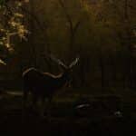 a deer standing in the middle of a forest