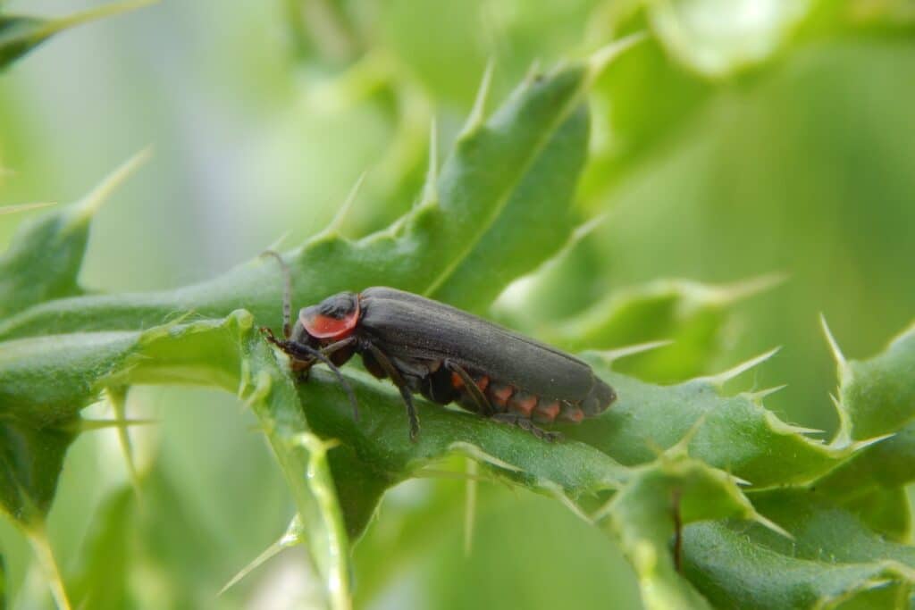 a close up of a bug on a leaf