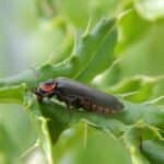 a close up of a bug on a leaf