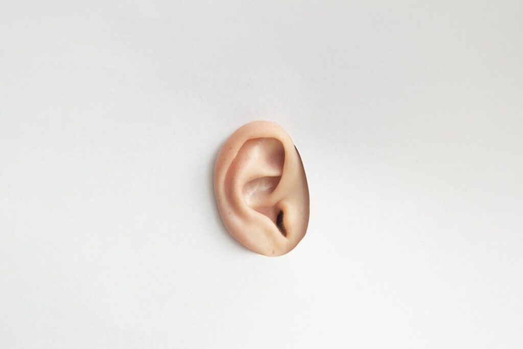 Ear on a white cardboard