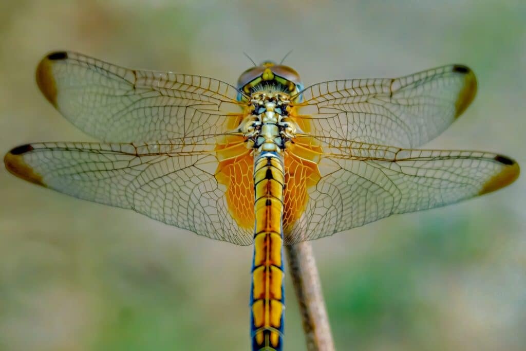 DRAGON FLY
Camera Used :Nikon cool pic b500
