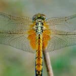 DRAGON FLY
Camera Used :Nikon cool pic b500