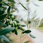 Olive tree in Croatia, Europe.
Instagram: @nazarhrbv