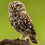 brown and white owl