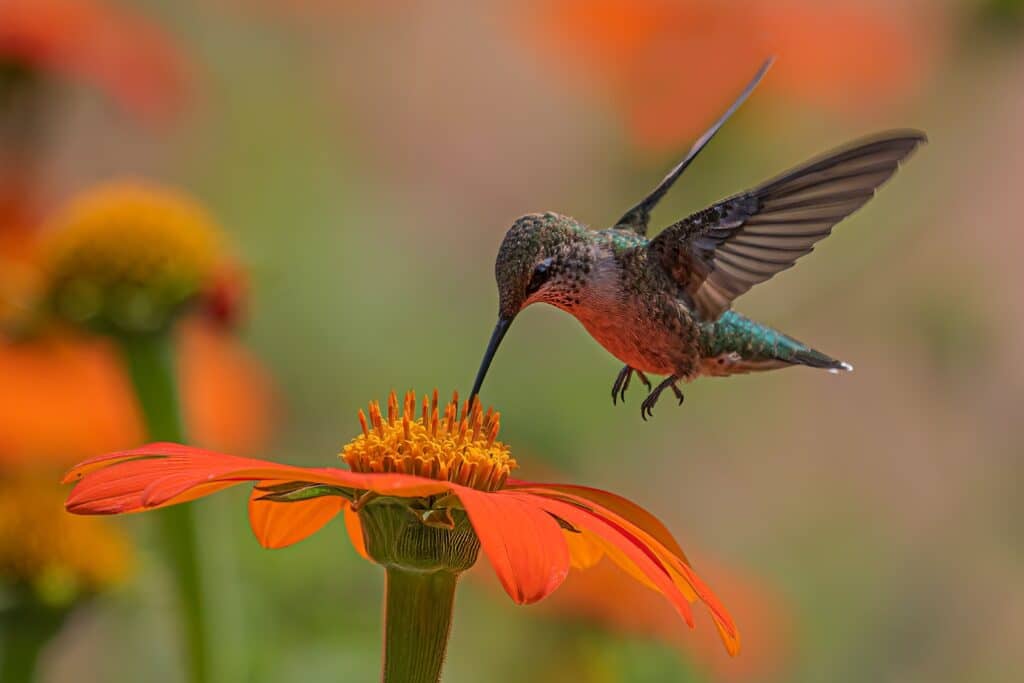 Hummingbird feeds on Mexican Sunflower.