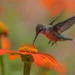 Hummingbird feeds on Mexican Sunflower.