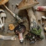 flat lay photography of mushrooms