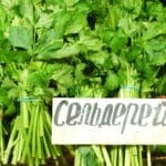 Bunches of fresh celery with a sign