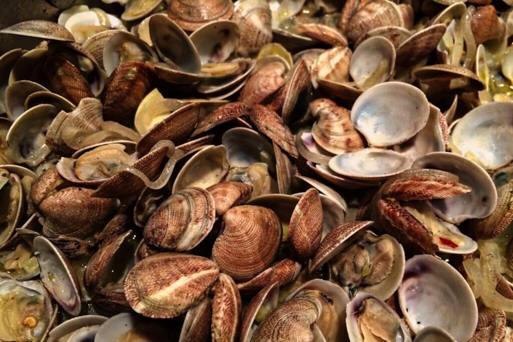 A pile of fresh clams with shells