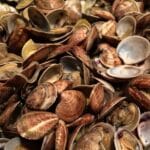 A pile of fresh clams with shells