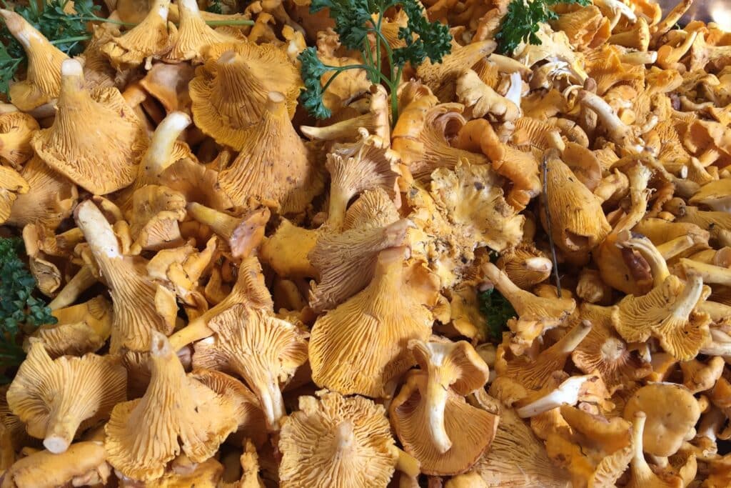 chanterelles at the markets