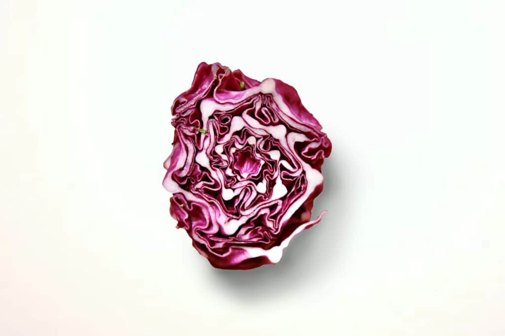 a pink flower with a white background