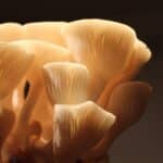 Golden gourmet oyster Mushrooms grown in an urban environment by Designer Rachel Horton-Kitchlew
