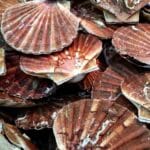 scallops in the shell
