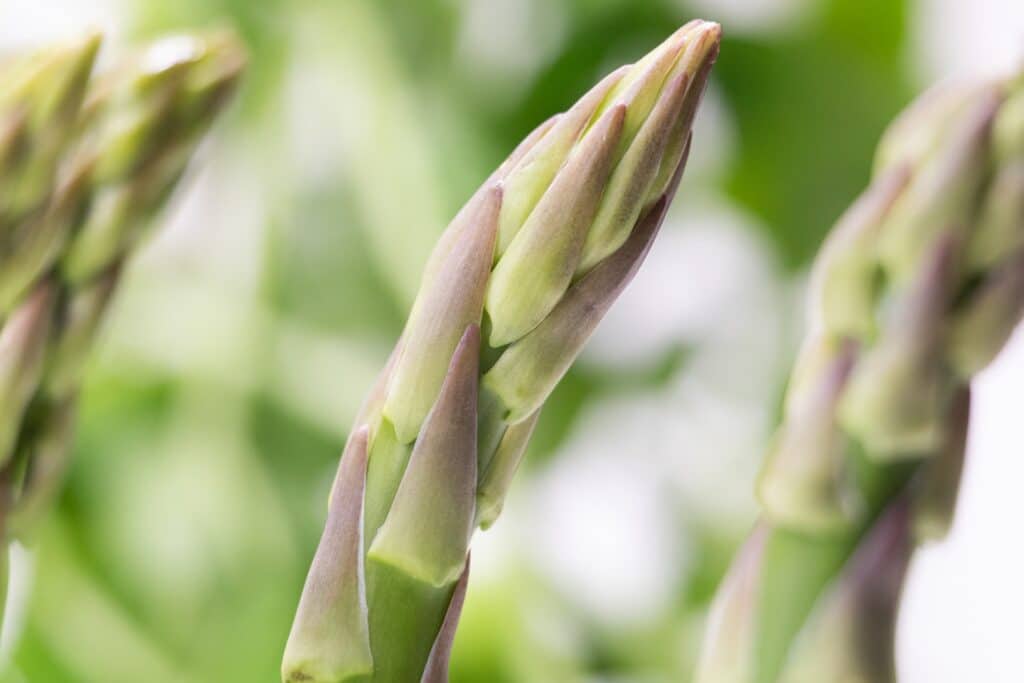 Asparagus IV Cannon 5D Mark IV