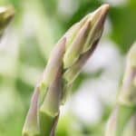 Asparagus IV Cannon 5D Mark IV