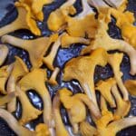 Chanterelles in a pan